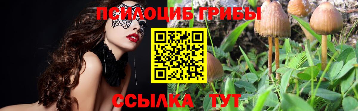 Псилоцибиновые грибы GOLDEN TEACHER Свободный